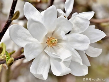 栽種白玉蘭種植地點(diǎn)、品種如何選擇？