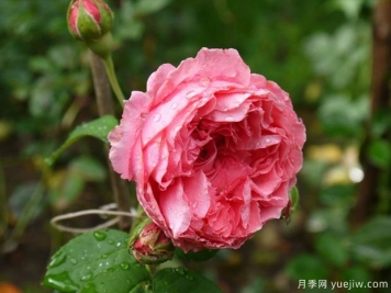 婦女樂(lè)園月季
