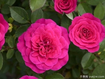 光芒火龍果月季/日耀火龍果月季