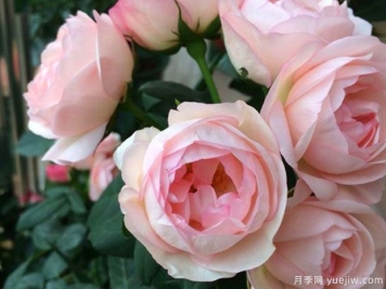草莓杏仁餅月季的優(yōu)缺點(diǎn)是什么？