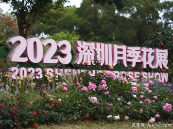 2023年深圳月季花展開幕，數(shù)萬株月季驚艷盛放