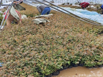 三月大暴雪，南陽(yáng)月季大棚遭受重大損失