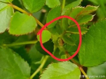 月季盲芽的識(shí)別與原因，要不要抹芽？