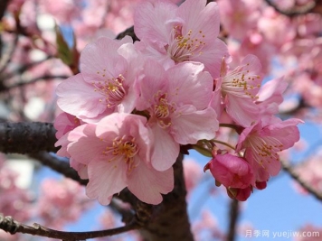 早櫻晚櫻冬櫻的區(qū)別？櫻花主要品種