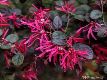 紅花檵木花團(tuán)簇錦，廣泛用于園林造景