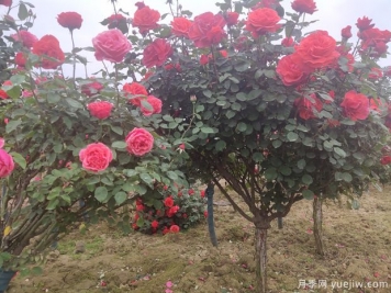 樹狀月季養(yǎng)護(hù)能活多少年？