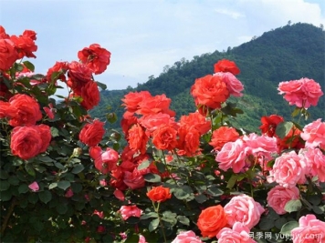 園林苗木行業(yè)必知的專業(yè)術(shù)語，還有哪些不知道？