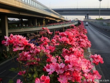 30萬株新品種，杭州高架月季會帶來什么樣的驚喜？