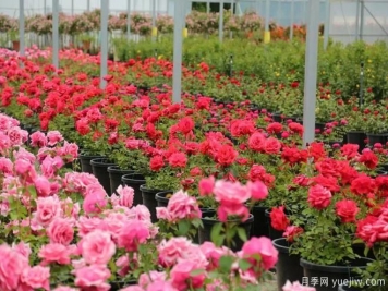 國家月季種苗高效生產(chǎn)標(biāo)準(zhǔn)化示范區(qū)項(xiàng)目正式啟動