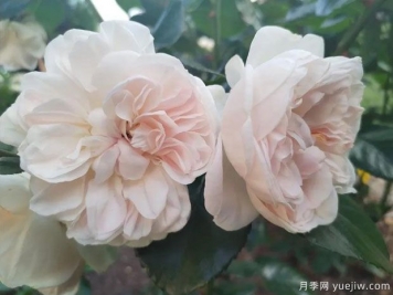 阿里阿德涅月季/阿麗雅德妮