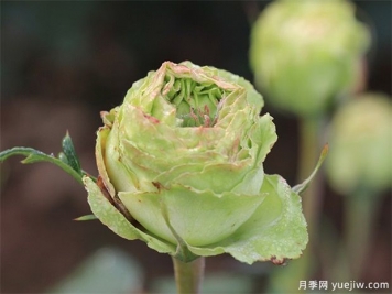 神秘清新脫俗超仙，推薦6種綠色月季品種