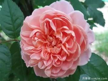 柯萊特月季/科萊特