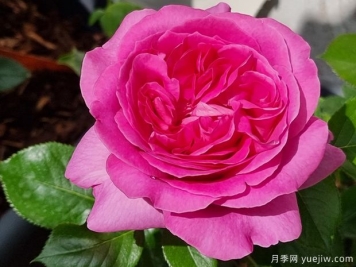 特拉芳特月季，月季界的香味王，濃濃水果香