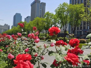 西安月季花開滿城艷，精細(xì)管養(yǎng)打造城市景觀