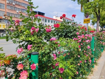 唐河月季滿城絢麗，美化泗州靚麗景觀