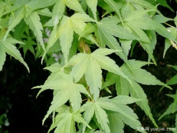 雞爪槭、三角楓、紅楓的區(qū)別辦法和圖片