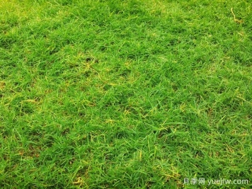 夏季鋪草坪發(fā)黃干枯，如何提高草皮鋪植成活率？