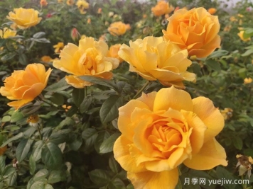 養(yǎng)殖月季的6個(gè)實(shí)用小技巧，輕松賞花