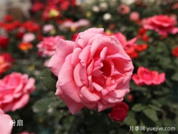 大神養(yǎng)月季沒有不踩的6個月季坑，你經歷幾個？