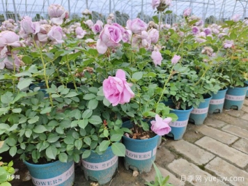 秋季養(yǎng)月季花，禁用4種肥料，這是“奪命肥”