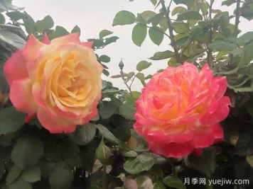月季只長枝條不開花是什么原因？