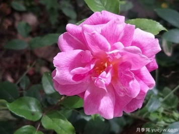 世界古老月季榮譽(yù)殿堂，12個老月季名人堂品種大全