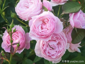 花園之夢(mèng)月季/花園夢(mèng)/夢(mèng)幻花園