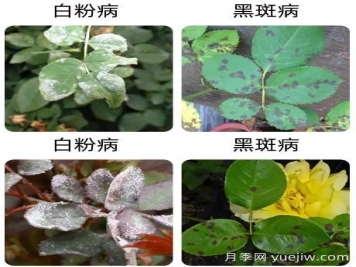 輕松識別月季病蟲害，還有治療技巧