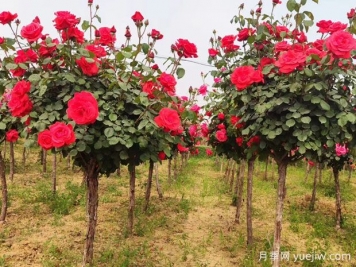 88個(gè)花卉知識點(diǎn)術(shù)語，園林人需要知道