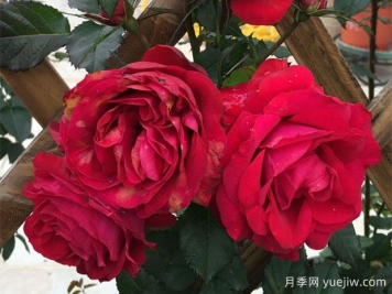 月蝕王陽(yáng)臺(tái)月季