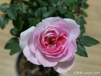 瑪麗月季