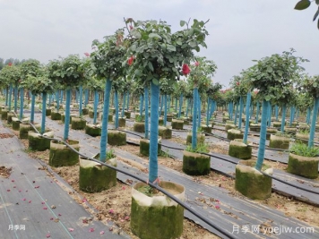 月季花養(yǎng)不好是有原因的？選擇土壤是關(guān)鍵