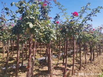 秋季花木移栽時(shí)間和注意措施有哪些？