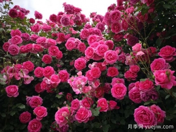 垂直綠化常見(jiàn)類(lèi)型和植物應(yīng)用選擇