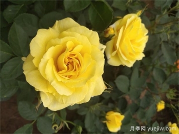 月季遇梅雨季怎么管理？做5個(gè)措施，再也不怕積水爛根
