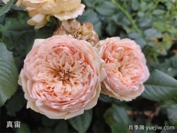 月季的耐熱三寶，夏天隨便養(yǎng)，開花時(shí)美到爆