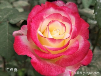 推薦20個(gè)大花月季品種，花大味香，顏值擔(dān)當(dāng)