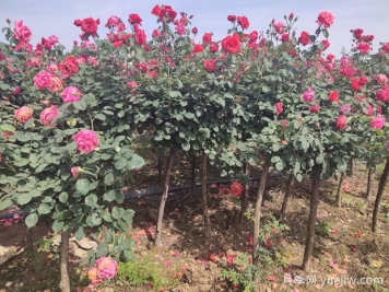 樹狀月季花朵的豐富層次感如何保持？