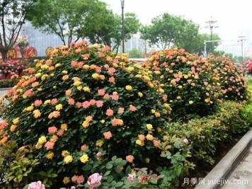 如何使用造型月季為主題打造迷人花園？