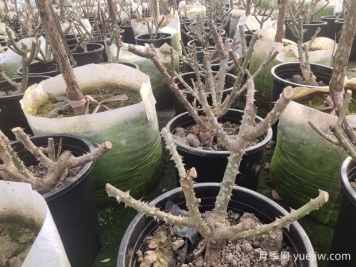 月季花如何安全越冬？月季過冬保護工作分享