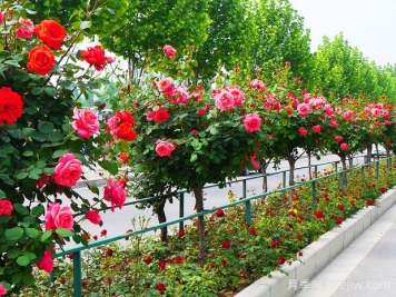 月季花為什么要種在城市綠化帶？原來月季渾身都是寶！