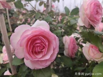 粉色的藤本月季花海，你想擁有嗎
