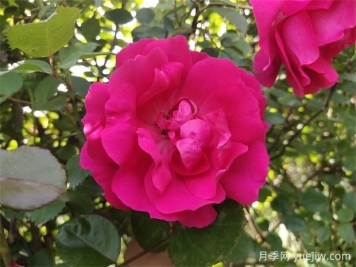 藤本月季經(jīng)典——大游行種植養(yǎng)護指南