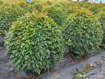 月季花球造型驚艷，風(fēng)靡園林綠化