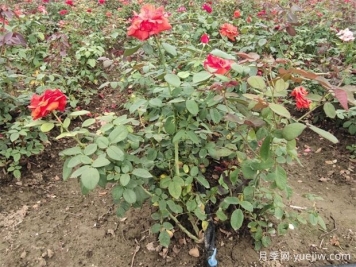 綠籬修剪要點(diǎn)，讓苗木管理更輕松