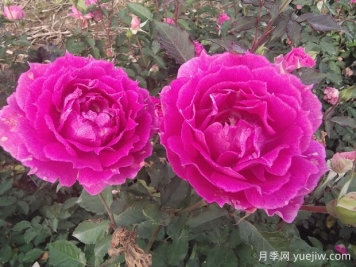 月季花養(yǎng)護知識點，關(guān)于經(jīng)常掉葉子和出現(xiàn)萌芽
