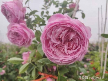 推薦5款經(jīng)典歐月月季，皮實(shí)好養(yǎng)，花大花美