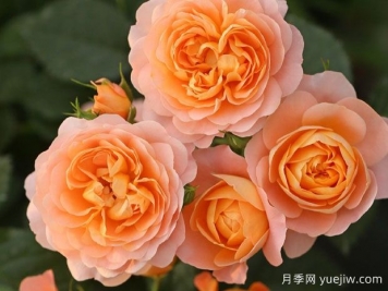 月季花的最佳種植時間？哪些品種適合家庭種植？
