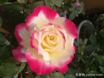 5款月季花，優(yōu)點(diǎn)多多惹人愛
