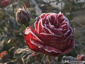暴雪過(guò)后，月季苗該如何養(yǎng)護(hù)？才能放心越冬